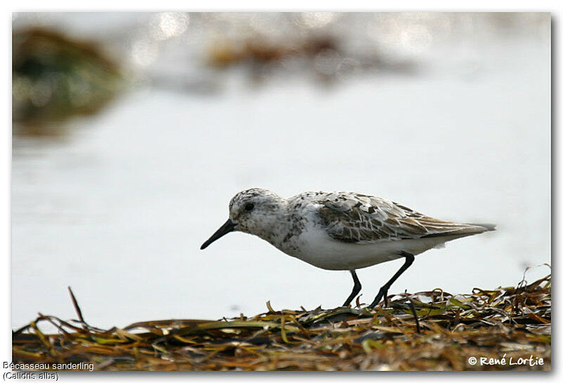 Bécasseau sanderling