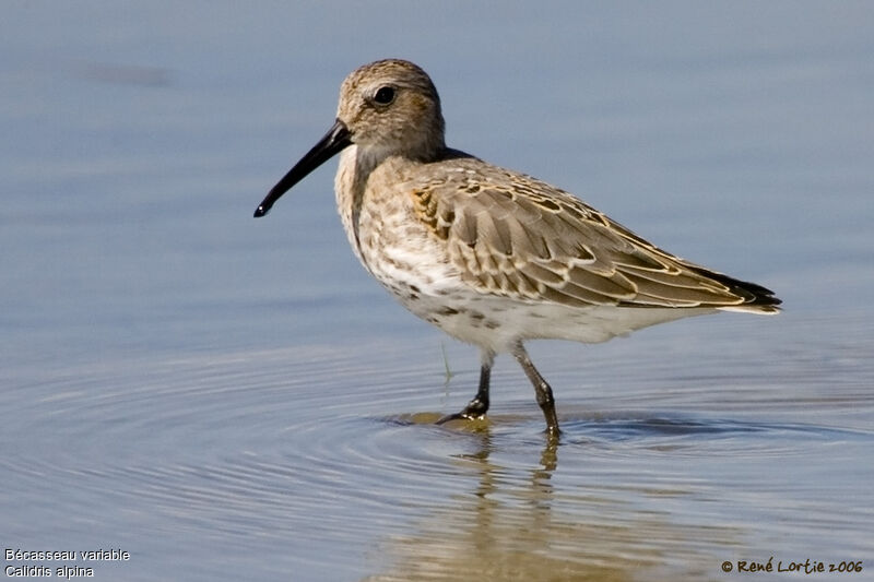 Dunlin