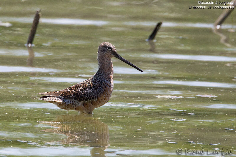 Long-billed Dowitcheradult, identification