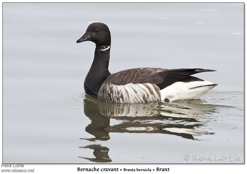 Brant Gooseadult, identification