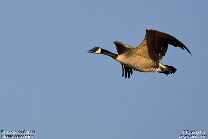 Canada Goose