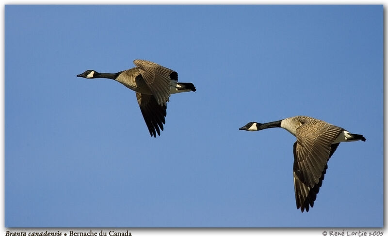 Canada Goose