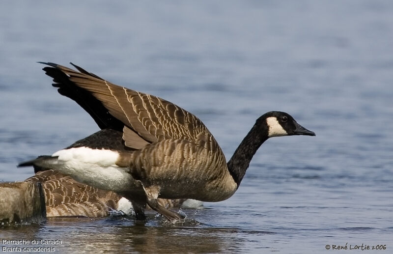 Canada Goose