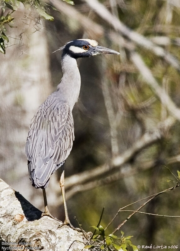 Yellow-crowned Night Heronadult breeding