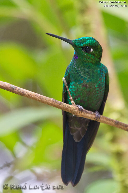 Green-crowned Brilliant male adult, identification