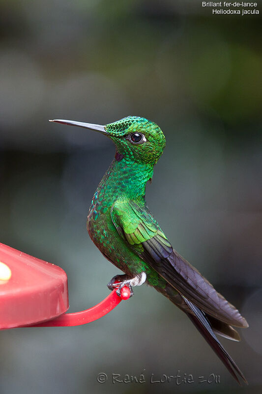 Green-crowned Brilliant male adult, identification