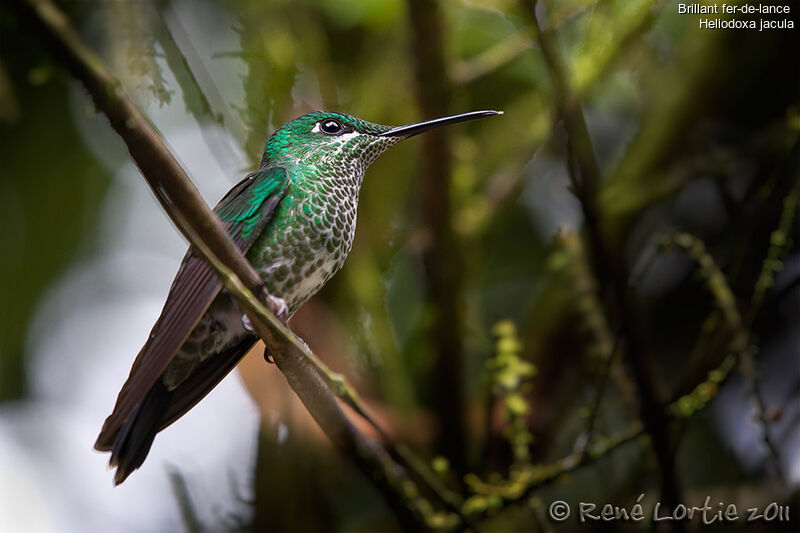 Green-crowned Brilliant female adult, identification