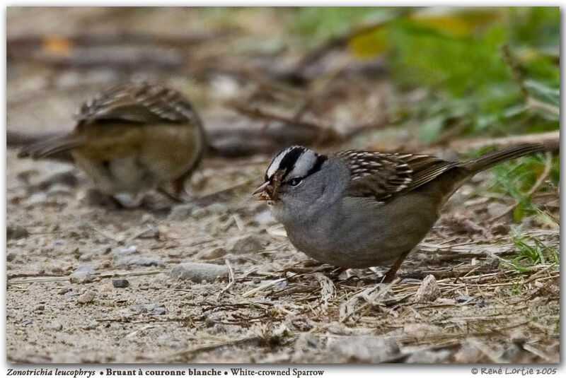 White-crowned Sparrow