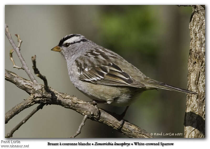 Bruant à couronne blancheadulte nuptial, identification