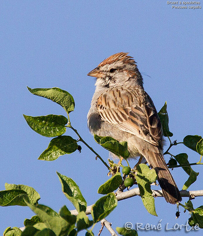 Rufous-winged Sparrowadult, identification