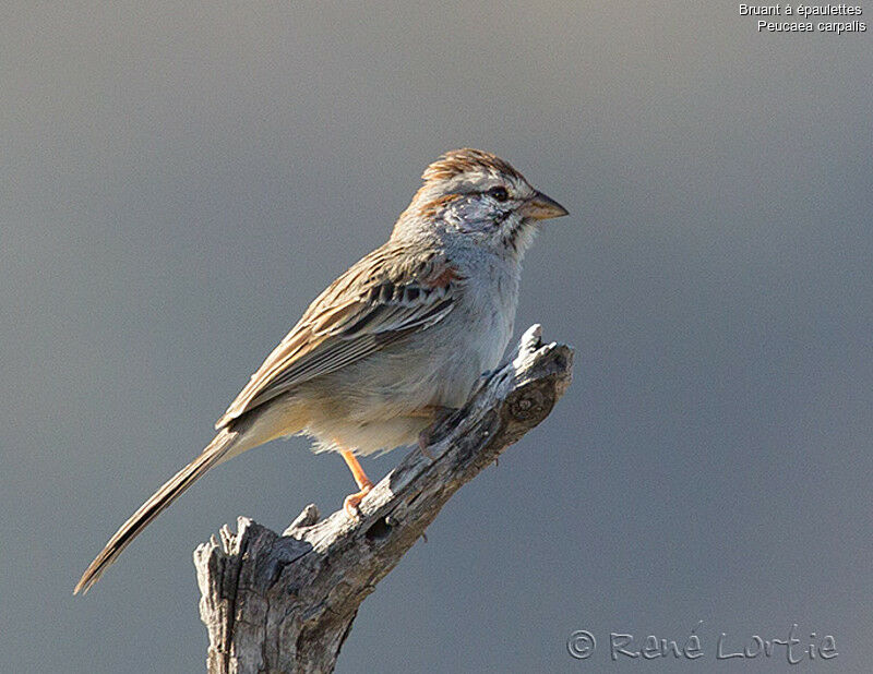 Rufous-winged Sparrow, identification