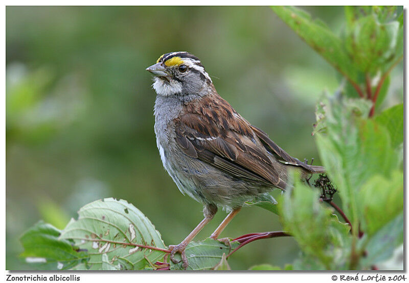 White-throated Sparrow