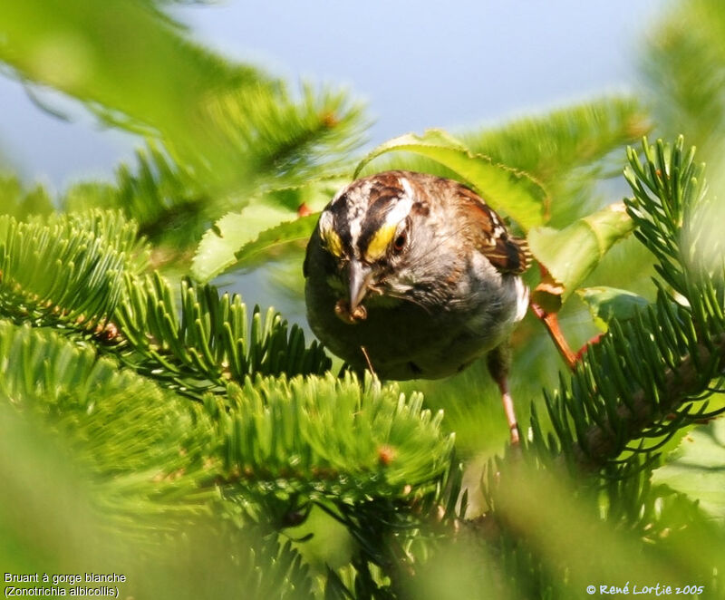 White-throated Sparrow