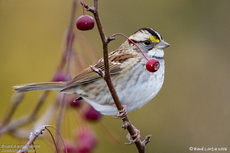 White-throated Sparrow