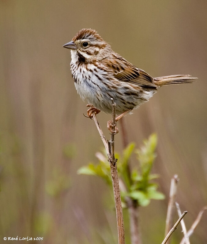 Song Sparrow