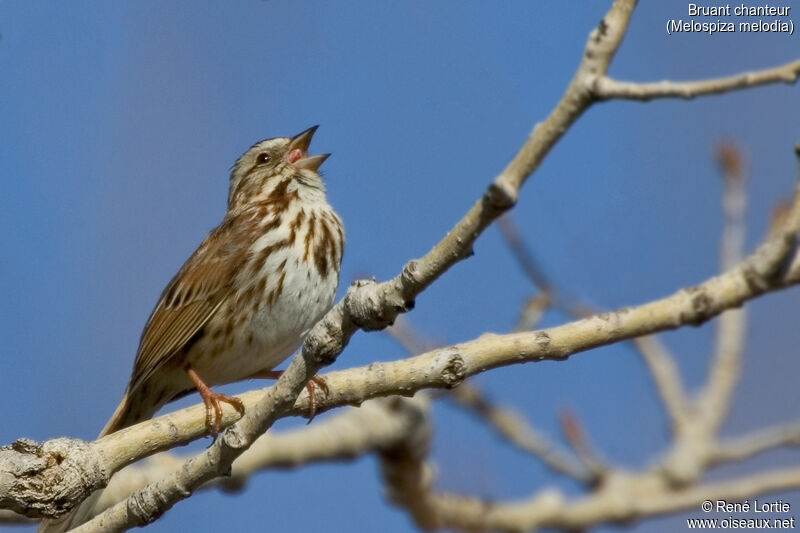 Song Sparrow