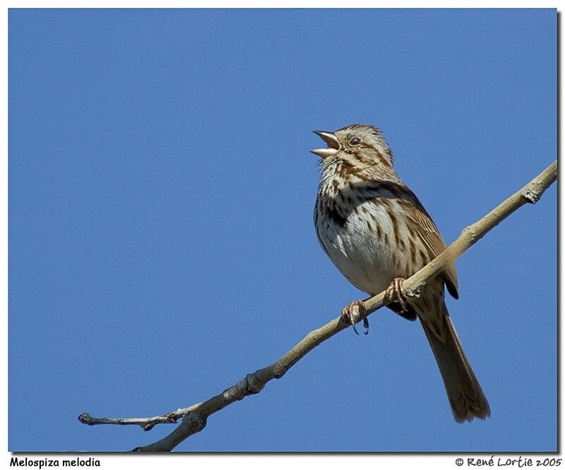 Song Sparrow