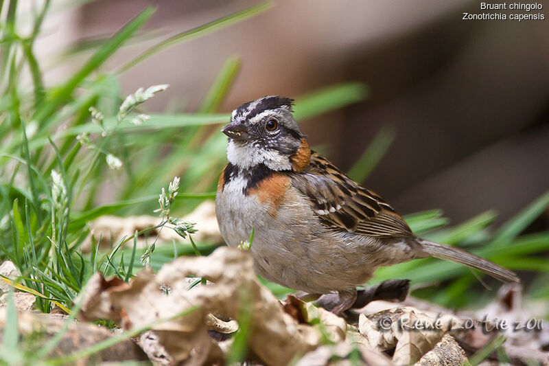 Rufous-collared Sparrowadult