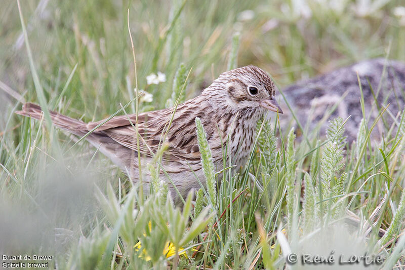 Bruant de Breweradulte, identification