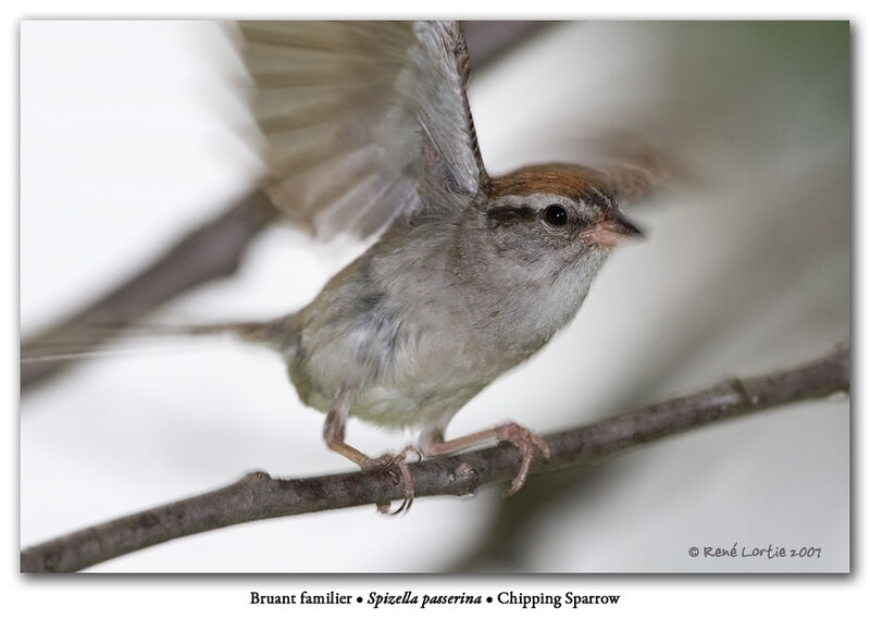 Chipping Sparrow