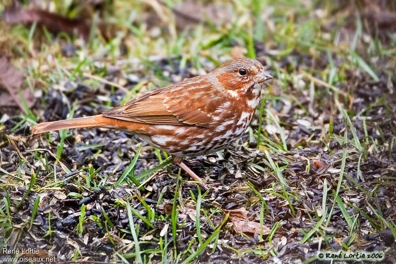 Bruant fauve, identification