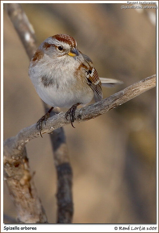 American Tree Sparrow