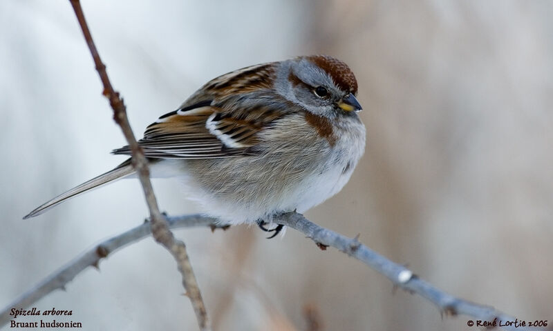 American Tree Sparrow