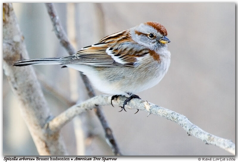 American Tree Sparrow