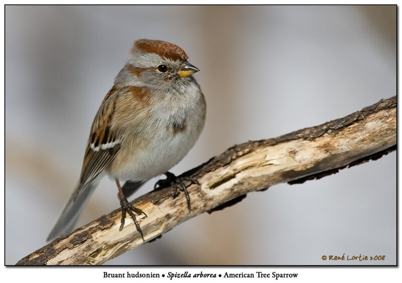 American Tree Sparrow