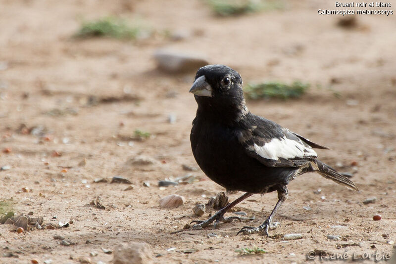 Bruant noir et blanc mâle adulte, identification