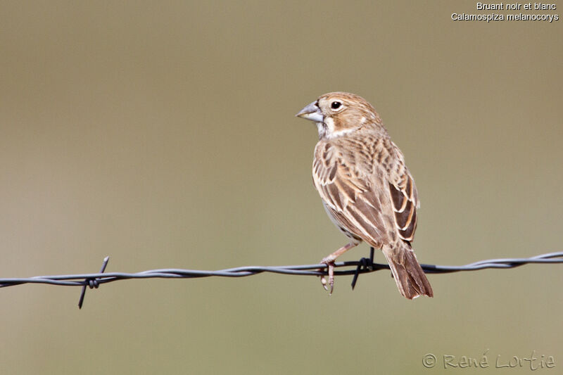 Lark Bunting female adult, identification