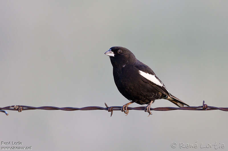 Lark Bunting male adult, identification