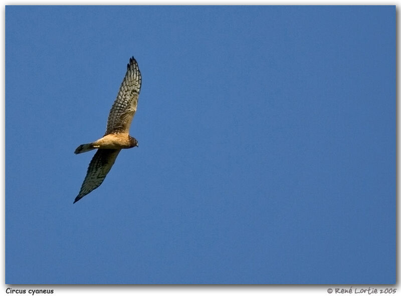 Northern Harrier