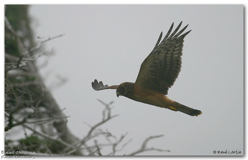 Northern Harrier