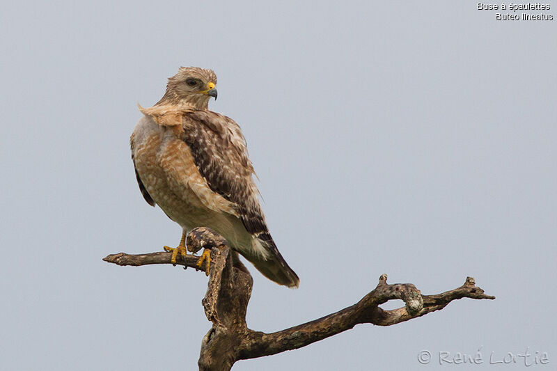 Red-shouldered Hawkadult, identification