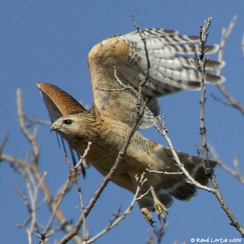 Red-shouldered Hawk