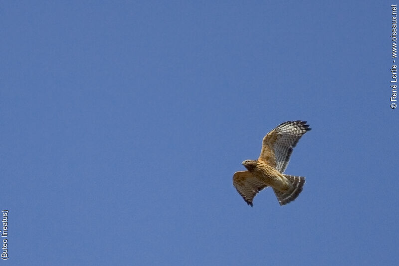 Red-shouldered Hawk