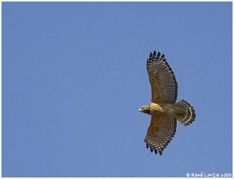 Red-shouldered Hawk