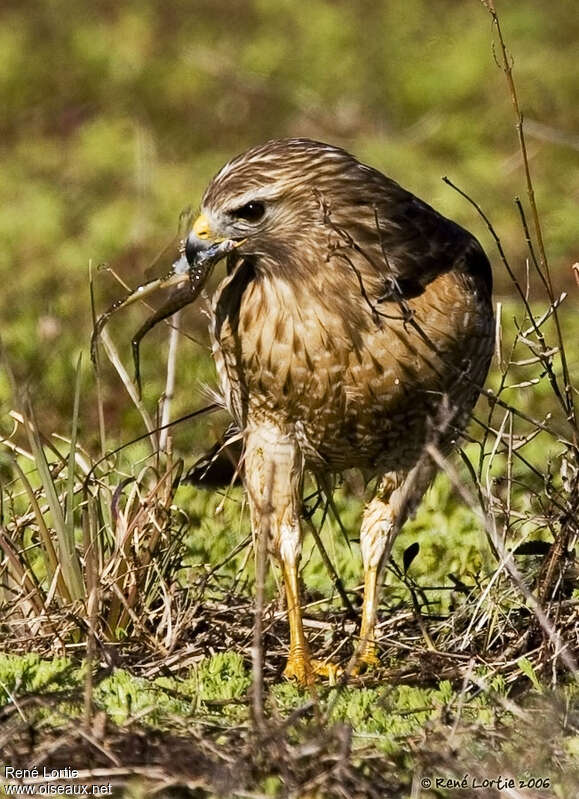 Buse à épaulettesimmature, portrait, pêche/chasse, mange