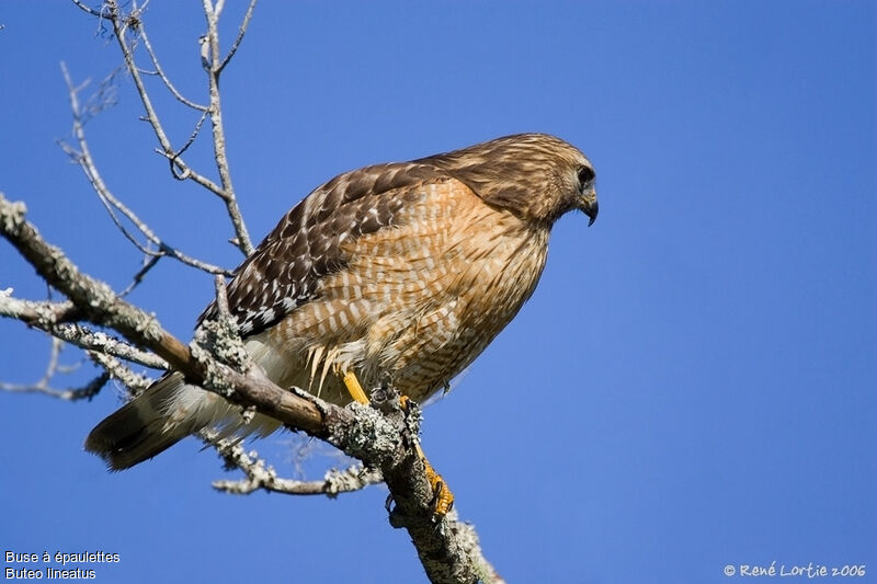 Red-shouldered Hawk