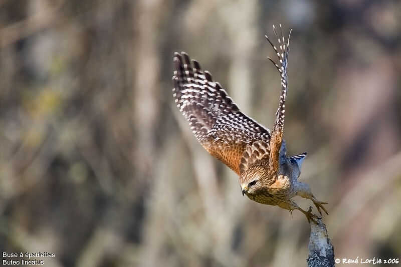 Red-shouldered Hawk