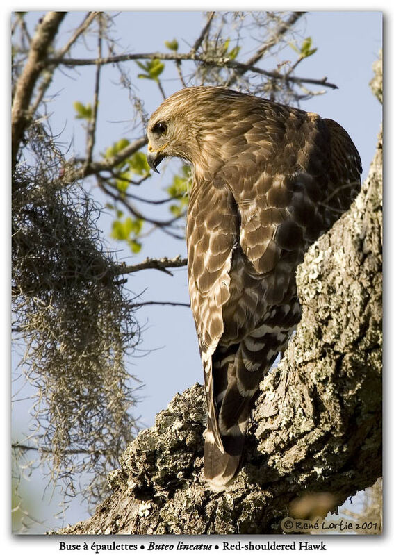 Red-shouldered Hawk