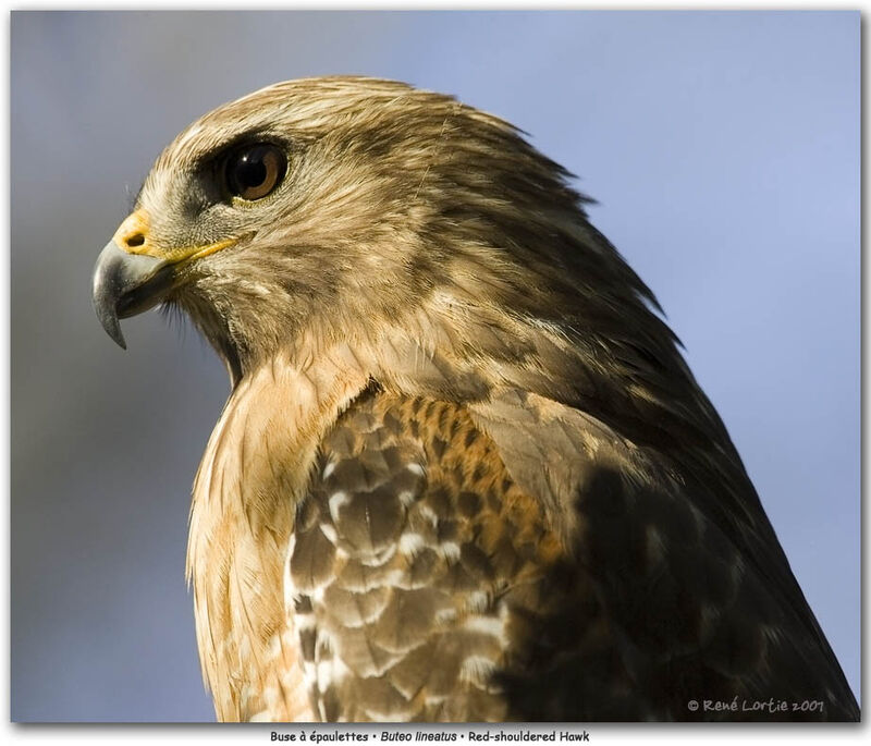 Red-shouldered Hawk