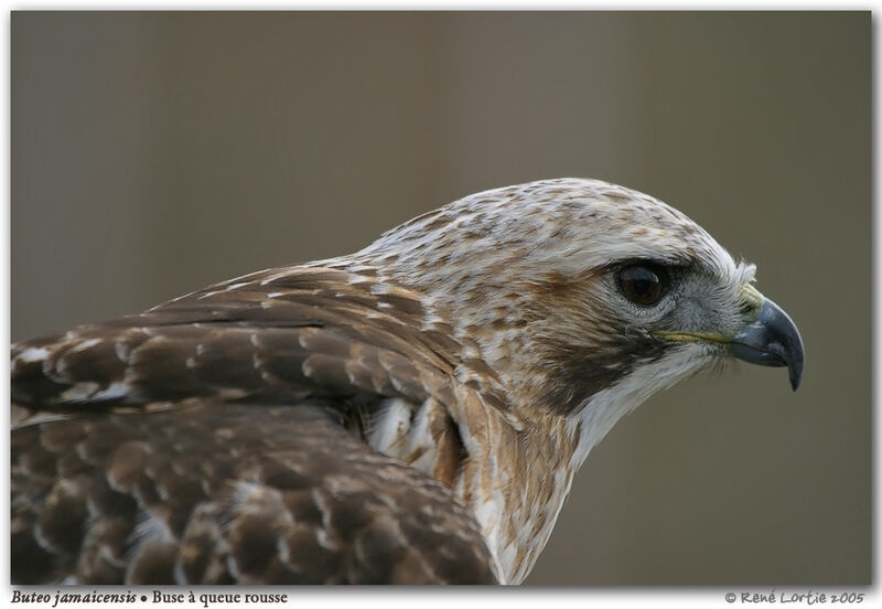 Red-tailed Hawk