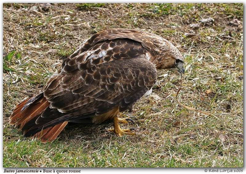 Red-tailed Hawk