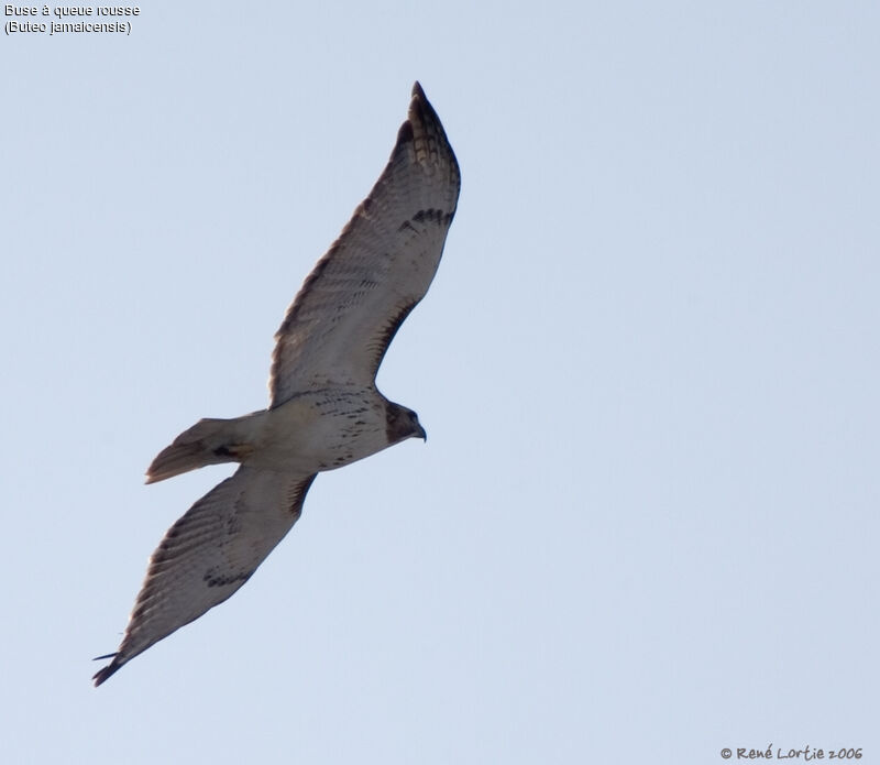 Red-tailed Hawk