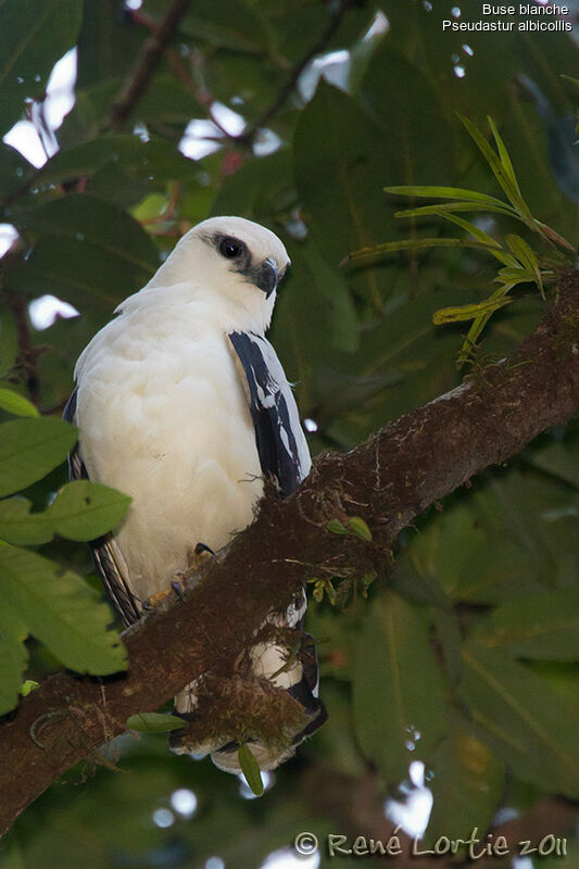 White Hawkadult, identification