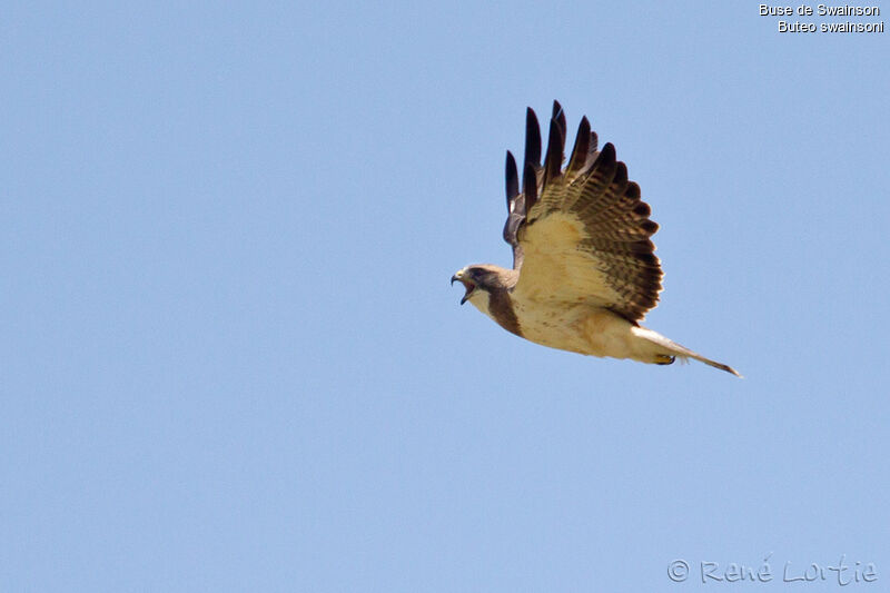 Swainson's Hawkadult, identification, Flight, Behaviour