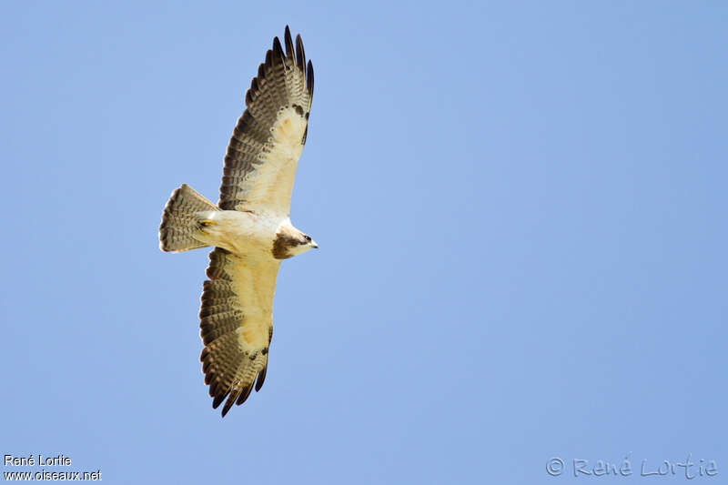 Swainson's Hawkadult, Flight