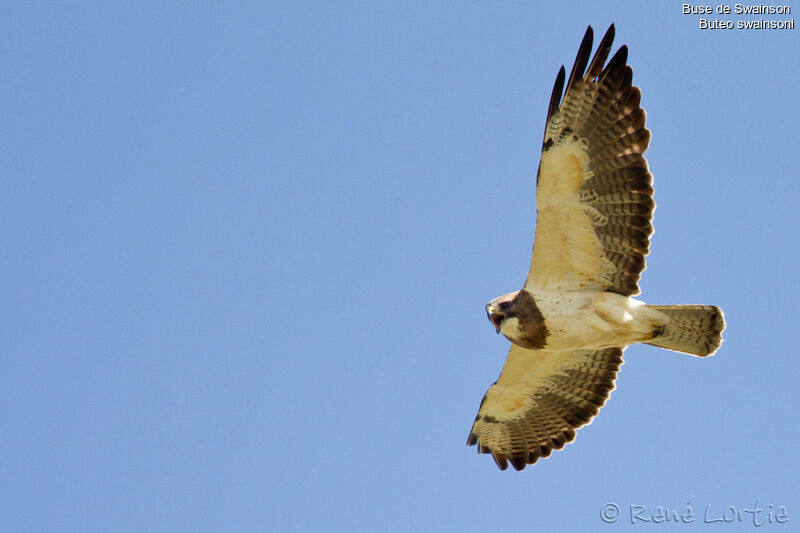 Swainson's Hawkadult, identification, Flight, Behaviour